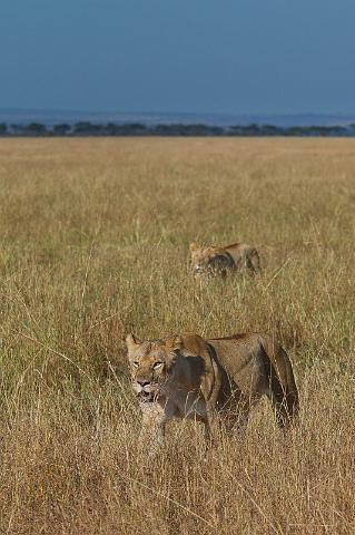 099 Tanzania, N-Serengeti, leeuwen.jpg